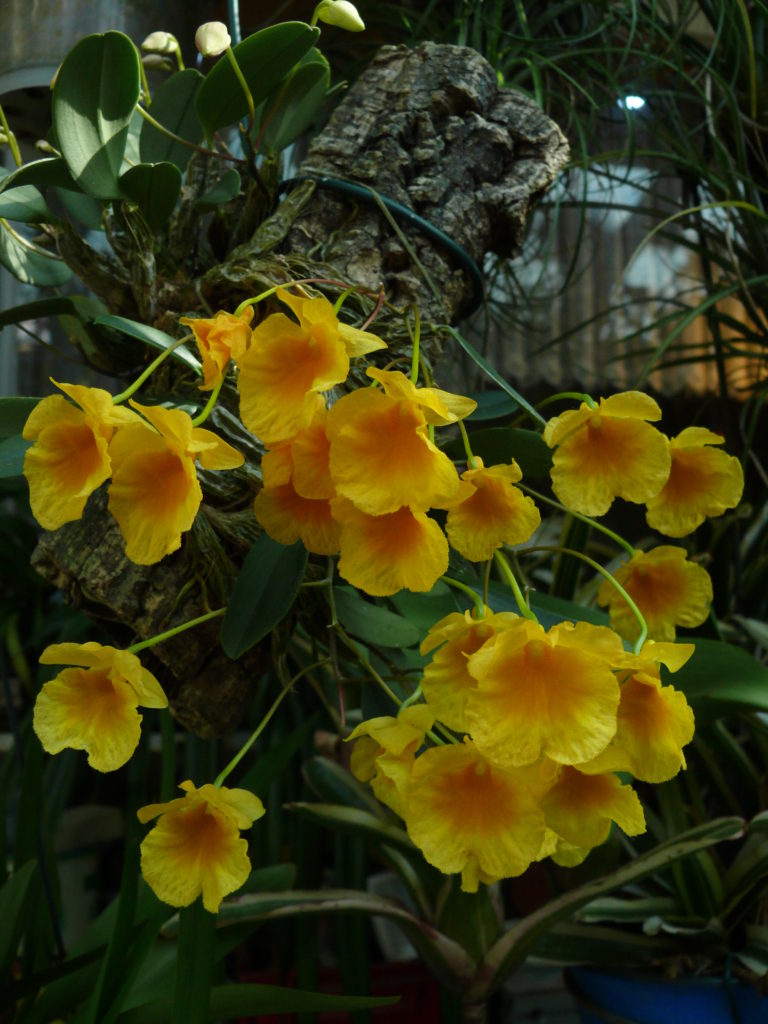 Dendrobium jenkinsii