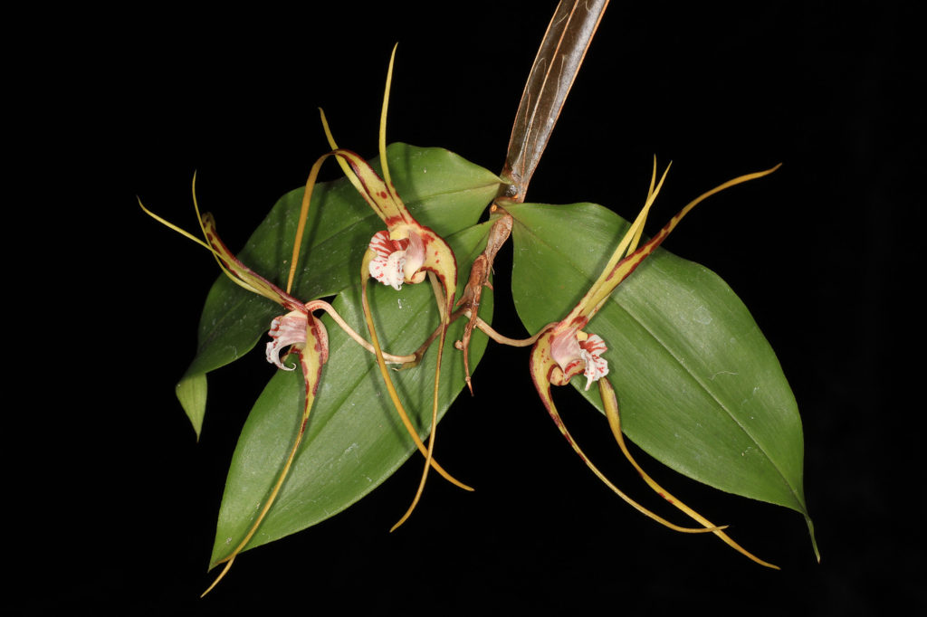 Dendrobium tetragonatum var "Gianteum"