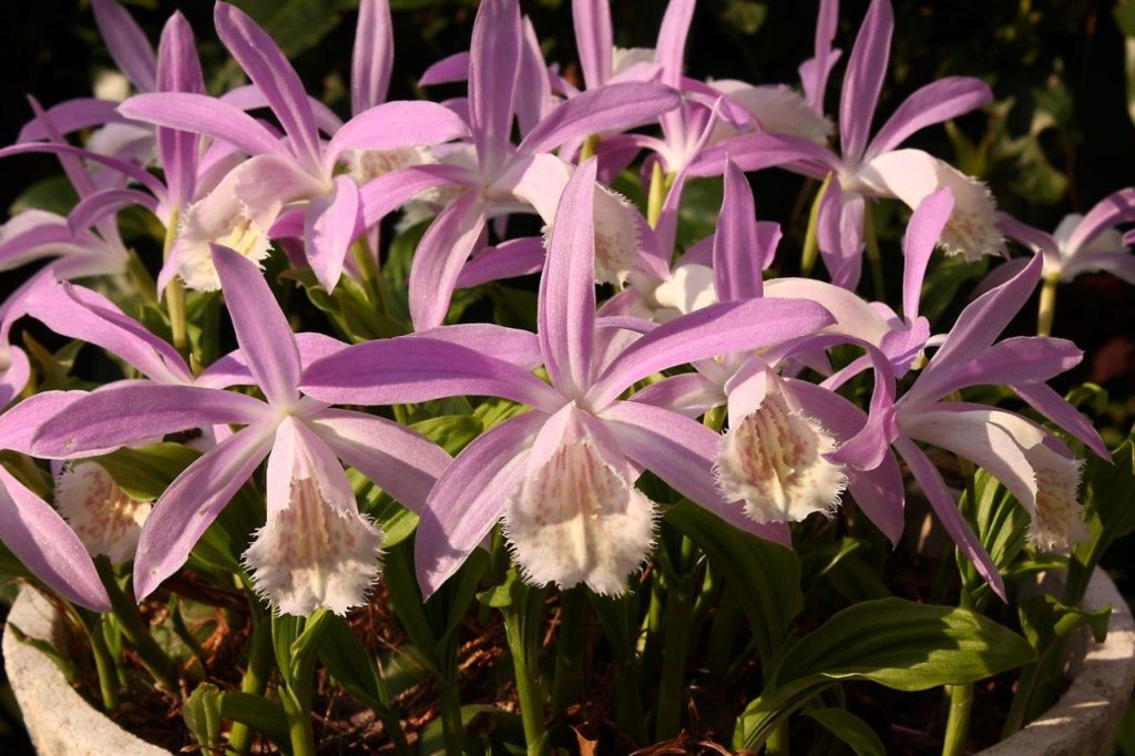 Pleione formosana 