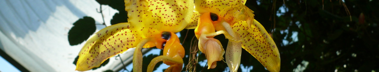 orchideen-hessen-nassau.de